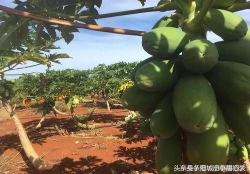 田埂吃瓜照片,夏日田园生活剪影