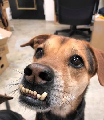 网红小狗长大后会怎样呢,从萌宠到成犬的蜕变之旅