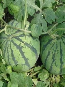 左滑吃大瓜,畅享吃瓜盛宴！