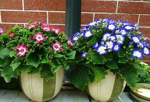 头条冬天适合养的花草,冬季适宜养护的花草推荐