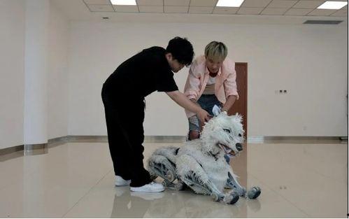 大明星白狼,星光璀璨的影视界璀璨星辰