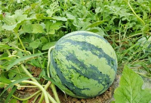 去哪里吃瓜,一场别开生面的“吃瓜”之旅