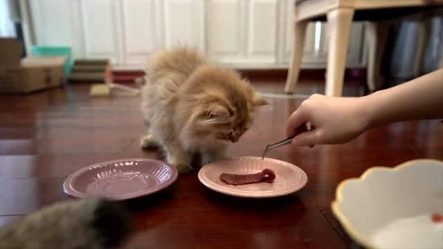 吃货博主小瓜,小瓜带你探索美食界的无限魅力