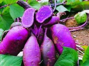 福薯瓜茎怎么吃,福薯瓜茎的多彩食法探索