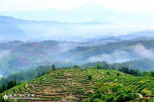 武平区中山镇新闻头条,聚焦发展新动态，共话乡村振兴新篇章”